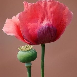 Meet your Posher, Gwendylene